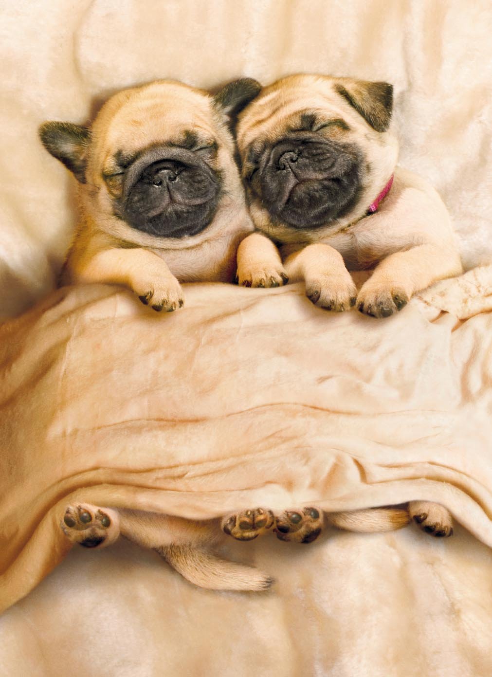 why-pugs-dogs-are-the-perfect-family-pet-sonderlives