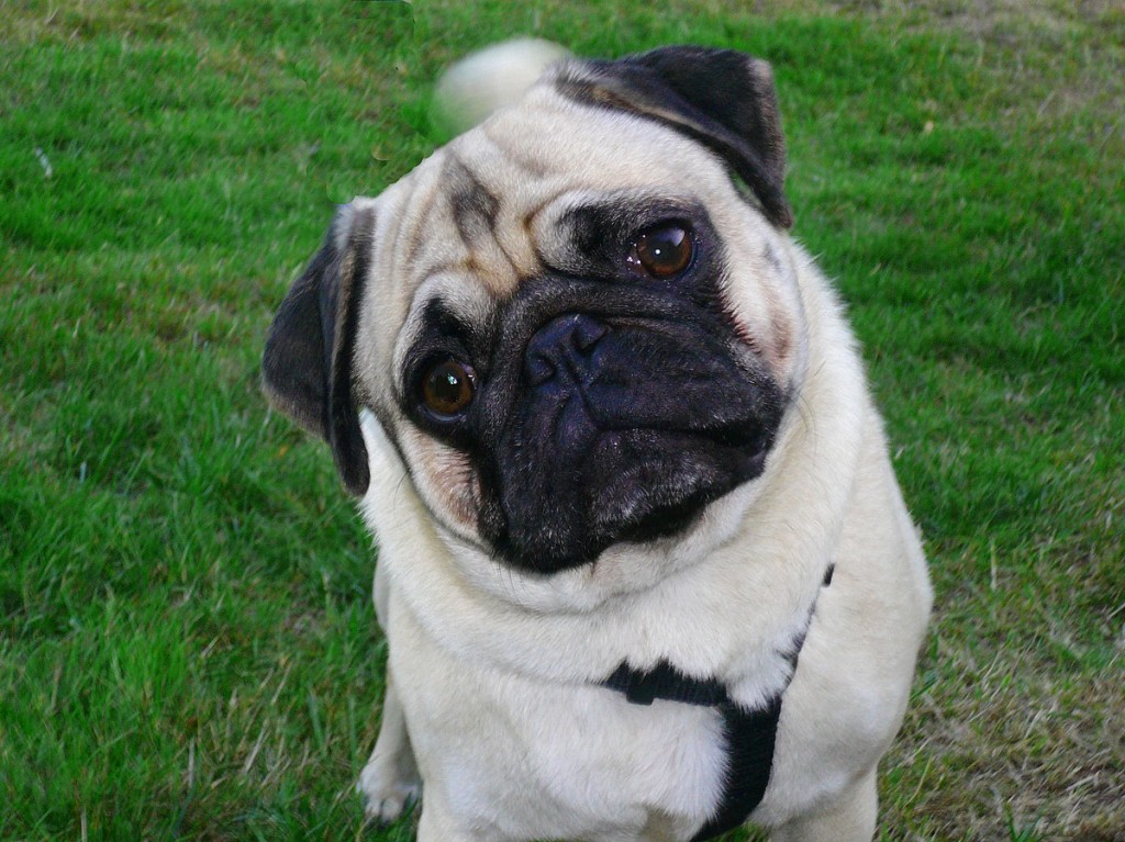 PugPugPug.com | How much for a pug and what do i need to know?
