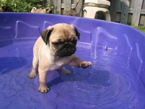How can I keep my pugs hydrated in extreme heat?