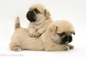 Why the difference in price on these pug puppies?