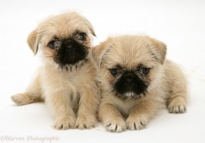 Is it ethical to buy a puppy pug and what are the best crosses?