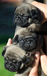 Where can I get puppy pug for free or not expensive?