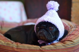 Are their any health problems that pugs are prone to?