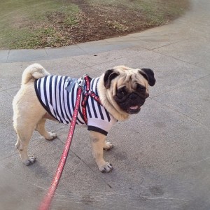 What size of shirt should I get for my sisters pug?