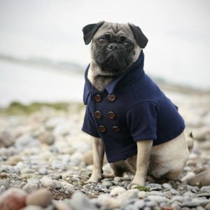 What should be the max that pugs should run or walk on a daily bases?