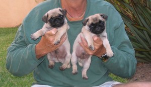 I am getting a pug puppy what should I look for when buying from someone?