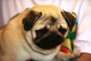 How much and how often should I feed my pug?