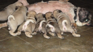 1368322031_509715003_2-pugs-for-sale-Hyderabad