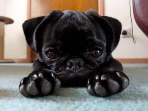 Does a black pug have a different personality than the regular pugs do?
