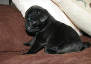 Where can I buy a black pug with white markings in Australia?