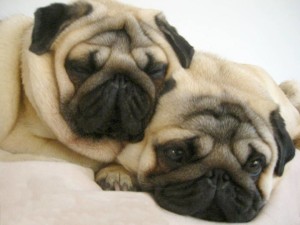 How much can you sell Purebred Pugs for?