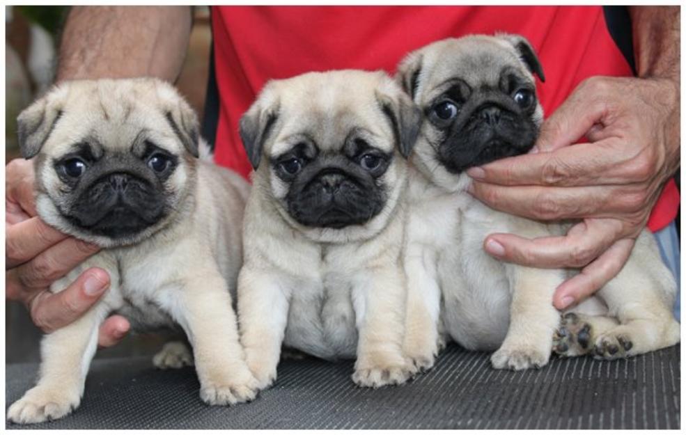 PugPugPug.com | How much would you say a pug from a reputable breeder