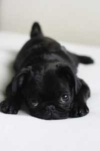 Where can I get puppy pug for free or not expensive?