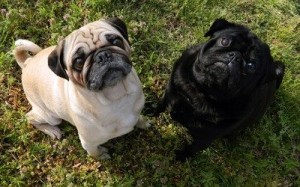 How old should pug puppies be to take them away from their mother?