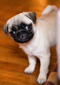 How much exercise should a pug do and can they run without getting breathing problems?