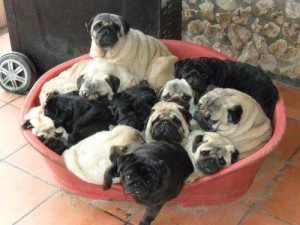 What is the limit of pugs you can squeeze in a portable cage?