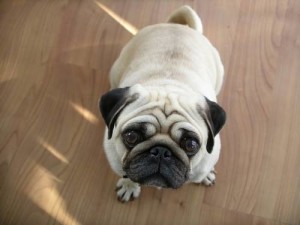 Is pug is highly sensitive to climate change ?