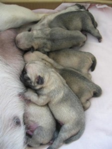 Where can I find a pug breeder in Arkansas?