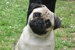 Is having a 2 year old male pug that is 25 pounds and slender desirable by pug standard which is 14-18 pounds?