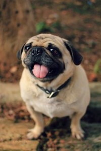How will we know for sure when our pug is pregnant?