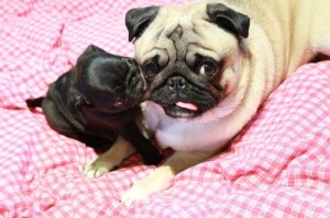 How to get rid of pugs bad breath?