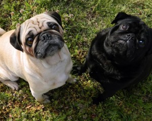 Why do these 2 year old pugs poop and pee in the house?
