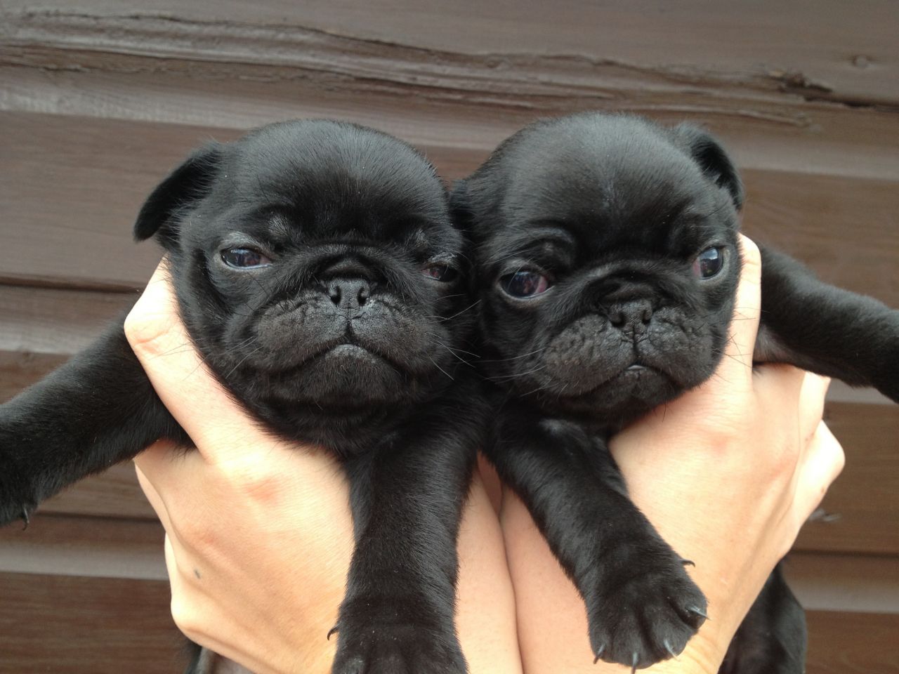 pug puppy breeders