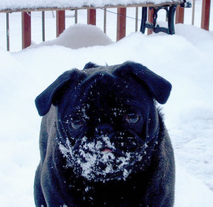 How can I get my pug to go potty in cold weather?