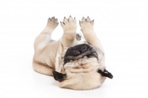 Do pugs snore loudly?