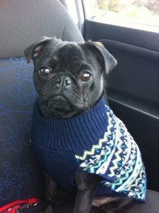 How to deal with leaving pugs alone for long periods of time!?