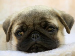 How long do ‘pug’ dogs male usually live for?