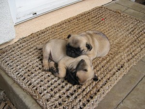 Is it true that pugs are prone to a lot of sickness or injuries?