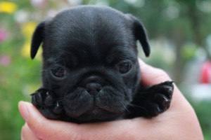 Is it true that black pugs don’t shed as much as others?
