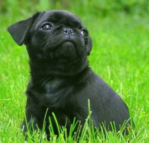 What is the appropriate weight for a pug?