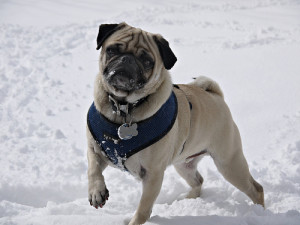 How do I keep a pug dog warm in cold weather?