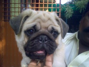 71798354_2-adult-and-puppies-of-pugs-for-sale-Bangalore