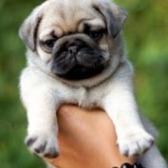 I want to purchase a pug. I know some people are purchasing dogs over the internet?