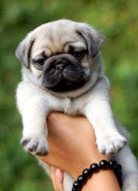 I want to purchase a pug. I know some people are purchasing dogs over the internet?