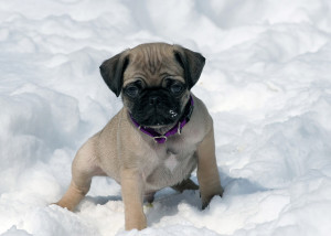 How big will a pug be if its 1 lb at 8 weeks?