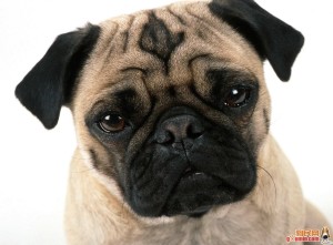 Do pugs have a proclivity for hearing loss?