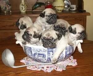 What brand of dog food do you feed your pug?