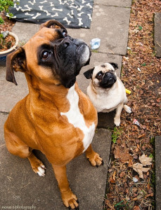 Can a boxer puppy and a pug puppy grow up together fine?