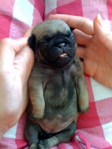 What is Better to buy another PUG or go to Quality breeder for breeding ?