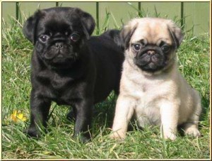 What is the sign that your pug is a very good breed?