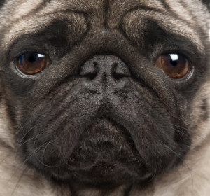 Do pugs have gas problems?