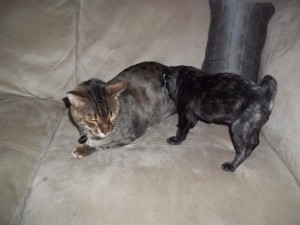 What would win in a fight a adult pug or a adult bengal cat?