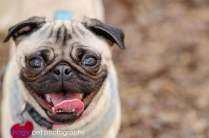 What’s the difference between the Chinese pug and pug?