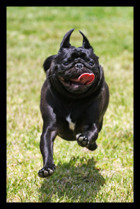 My Pug Is Just So Hyper Are All Pugs Like That?