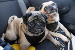 The-Pugs-On-A-Car-Ride