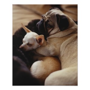 chihuahua_and_pug_sleeping_close_up_poster-r7b1a7f98f36a46d4817ad438915879a4_wvc_8byvr_512